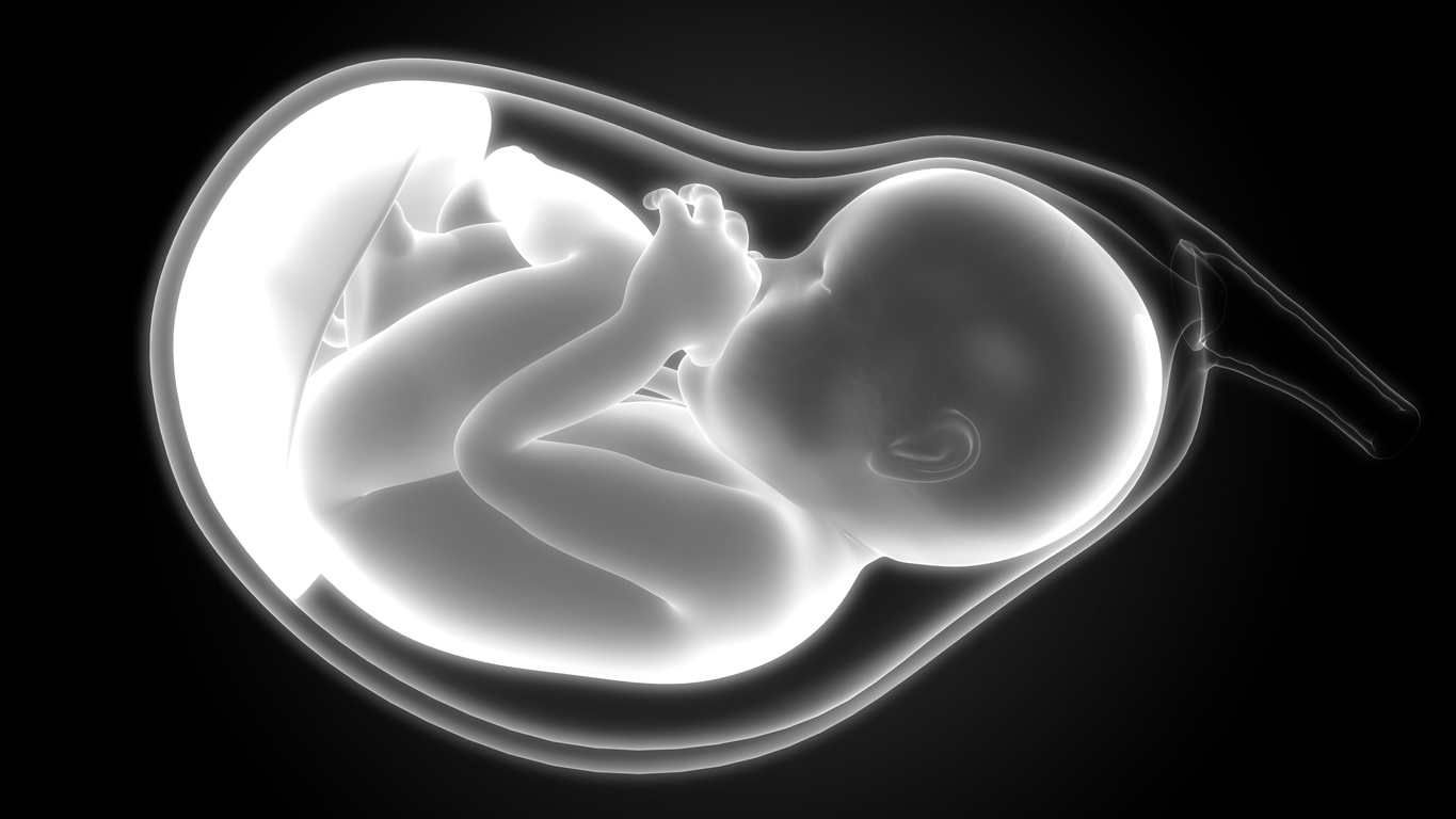 Der Embryo